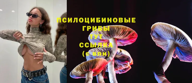 Псилоцибиновые грибы Psilocybe Ядрин